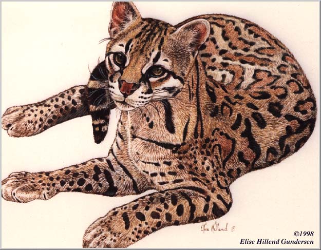 ehg portfolio ocelot ocelot size