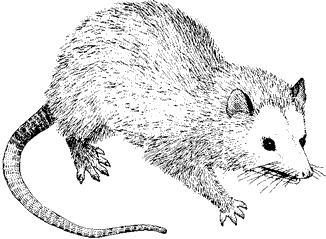 Virginia Opossum