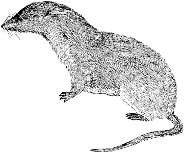 Dusky Shrew