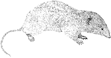 Ornate Shrew