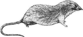 Marsh Shrew