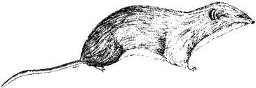 Merriam's Shrew