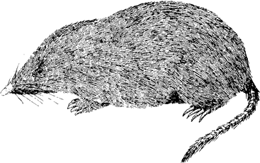 Shrew-mole