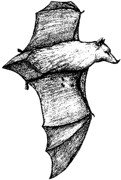 Mexican Long-tongued Bat