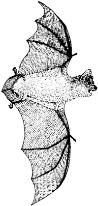 Long-legged Myotis