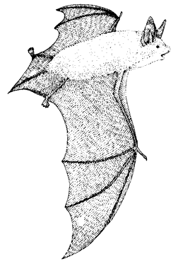 California Myotis