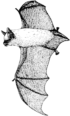 Western Small-footed Myotis