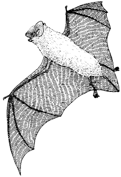 Western Pipistrelle