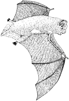 Western Red Bat