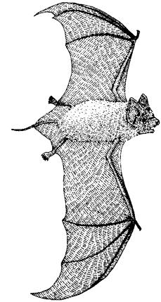 Brazilian Free-tailed Bat