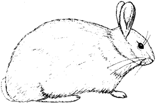 Nuttall's Cottontail