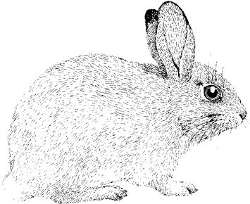 Audubon's Cottontail