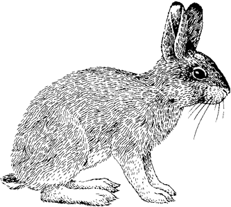 Snowshoe Hare