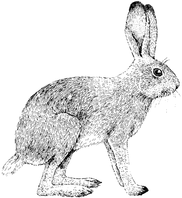 White-tailed Jackrabbit