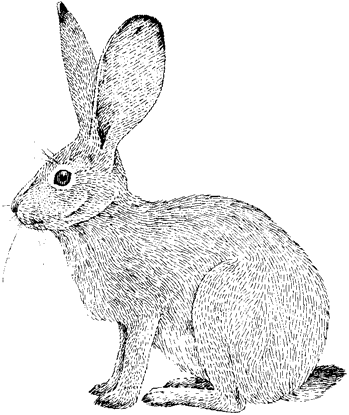 Black-tailed Jackrabbit