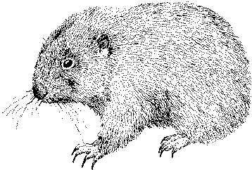 Mountain Beaver