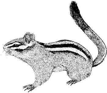 Lodgepole Chipmunk