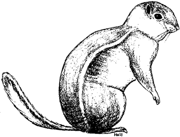 Nelson's Antelope Squirrel