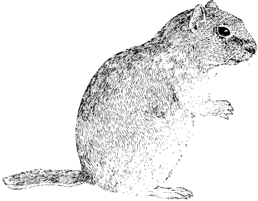 Belding's Ground Squirrel