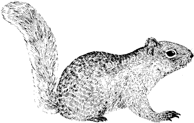 California Ground Squirrel