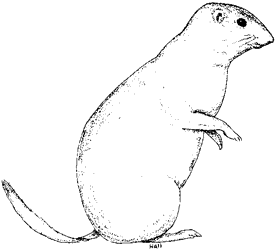 Mohave Ground Squirrel