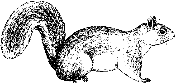 Eastern Gray Squirrel