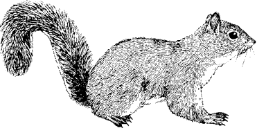 Western Gray Squirrel