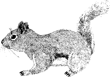 Douglas Squirrel