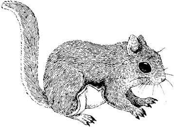 Northern Flying Squirrel