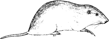 Western Pocket Gopher