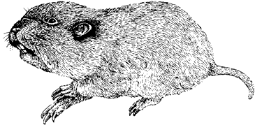 Mountain Pocket Gopher