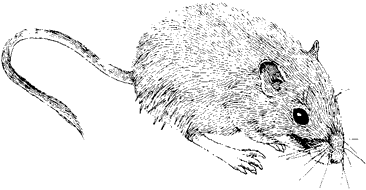 California Pocket Mouse