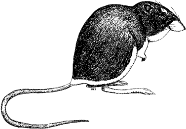 Dark Kangaroo Mouse