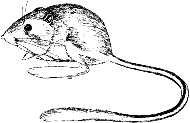 Chisel-toothed Kangaroo Rat