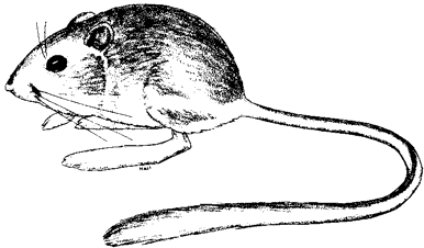 Narrow-faced Kangaroo Rat