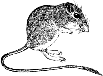 Heermann's Kangaroo Rat