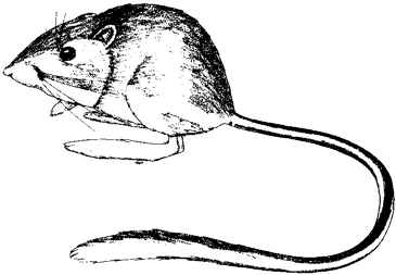 Panamint Kangaroo Rat