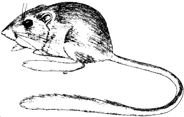 Merriam's Kangaroo Rat