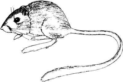 San Joaquin Kangaroo Rat