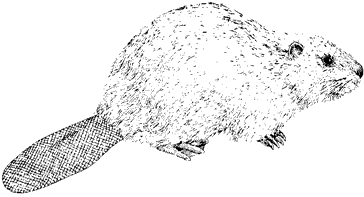 American Beaver