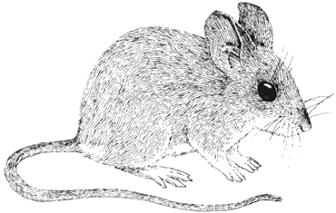 California Mouse 