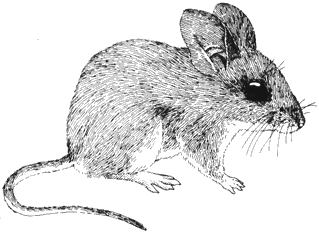 Pinon Mouse