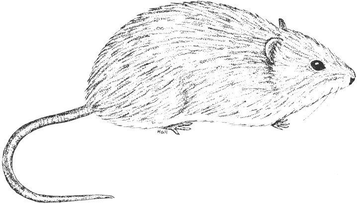 Hispid Cotton Rat