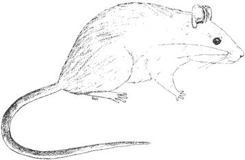 White-throated Woodrat