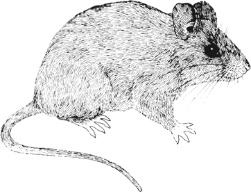 Dusky-footed Woodrat