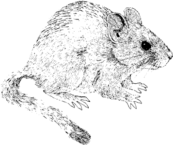 Bushy-tailed Woodrat