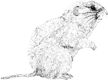 Montane Vole