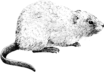 Common Muskrat