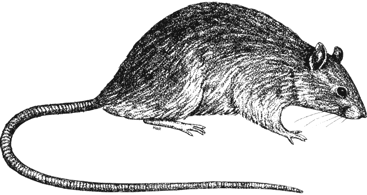 Black Rat 