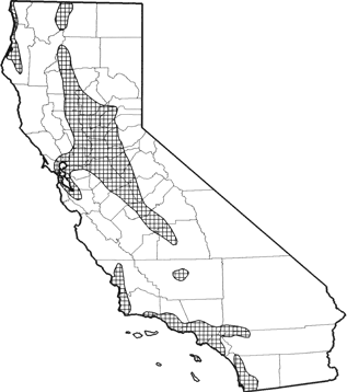 Black Rat  Range Map